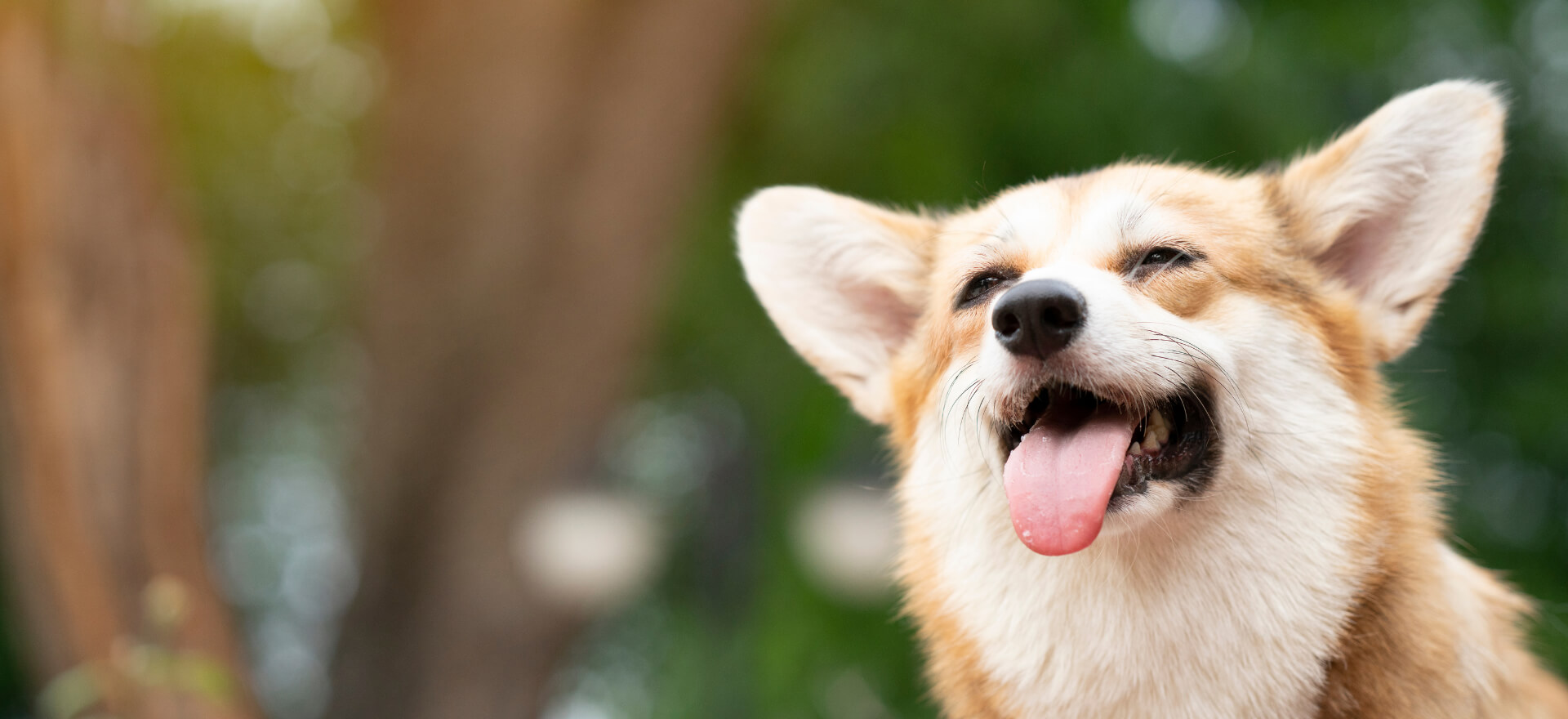 Dog Dental Teeth Haywood Veterinarian