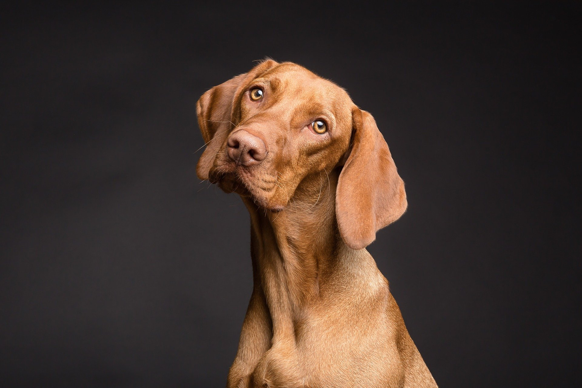 Dog with Head Tilt