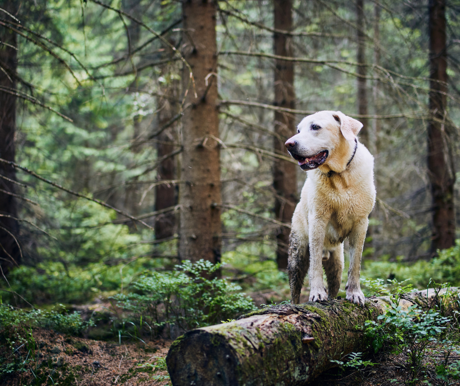 Dog enjoying outside 