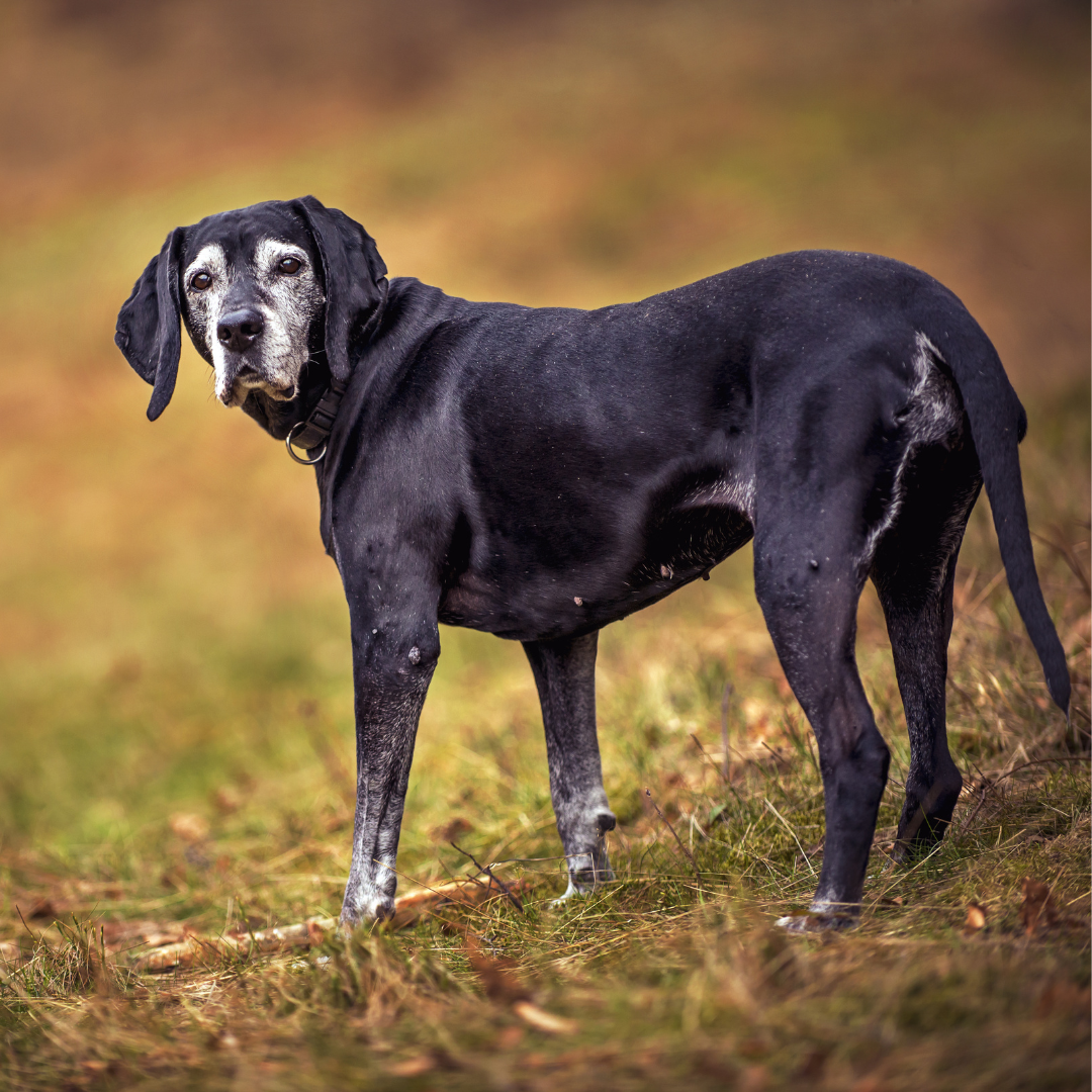 Senior Dog 