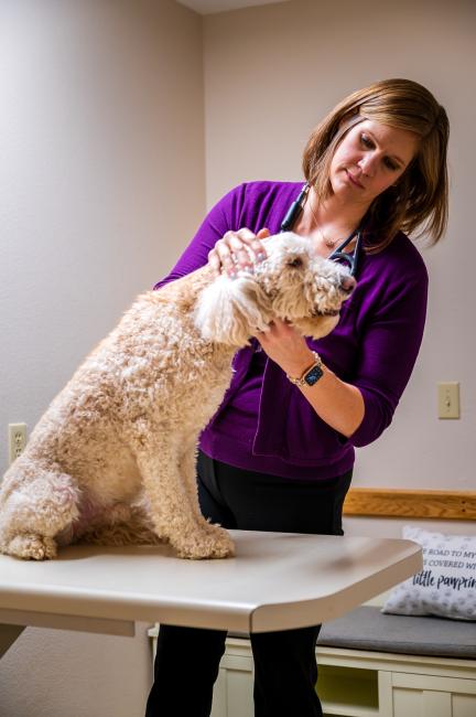 Examining dog