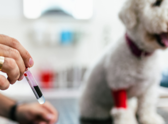 Early Detection: The Benefits of Routine Blood Work for Dogs