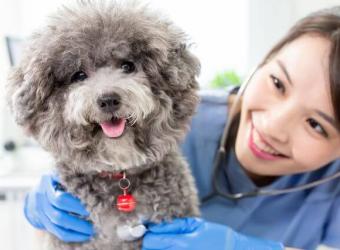 Pet Heart Health 101: Common Cardiac Conditions in Dogs & Cats